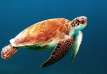 દાહોદ જિલ્લામાં હૃદયદ્રાવક માર્ગ અકસ્માત, એકનું મોત અને એક ગંભીર રીતે ઇજાગ્રસ્ત