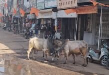 ફતેપુરામાં બે આખલાઓ વચ્ચે જંગ, ૧૦ મિનિટ સુધી અફરાતફરી.